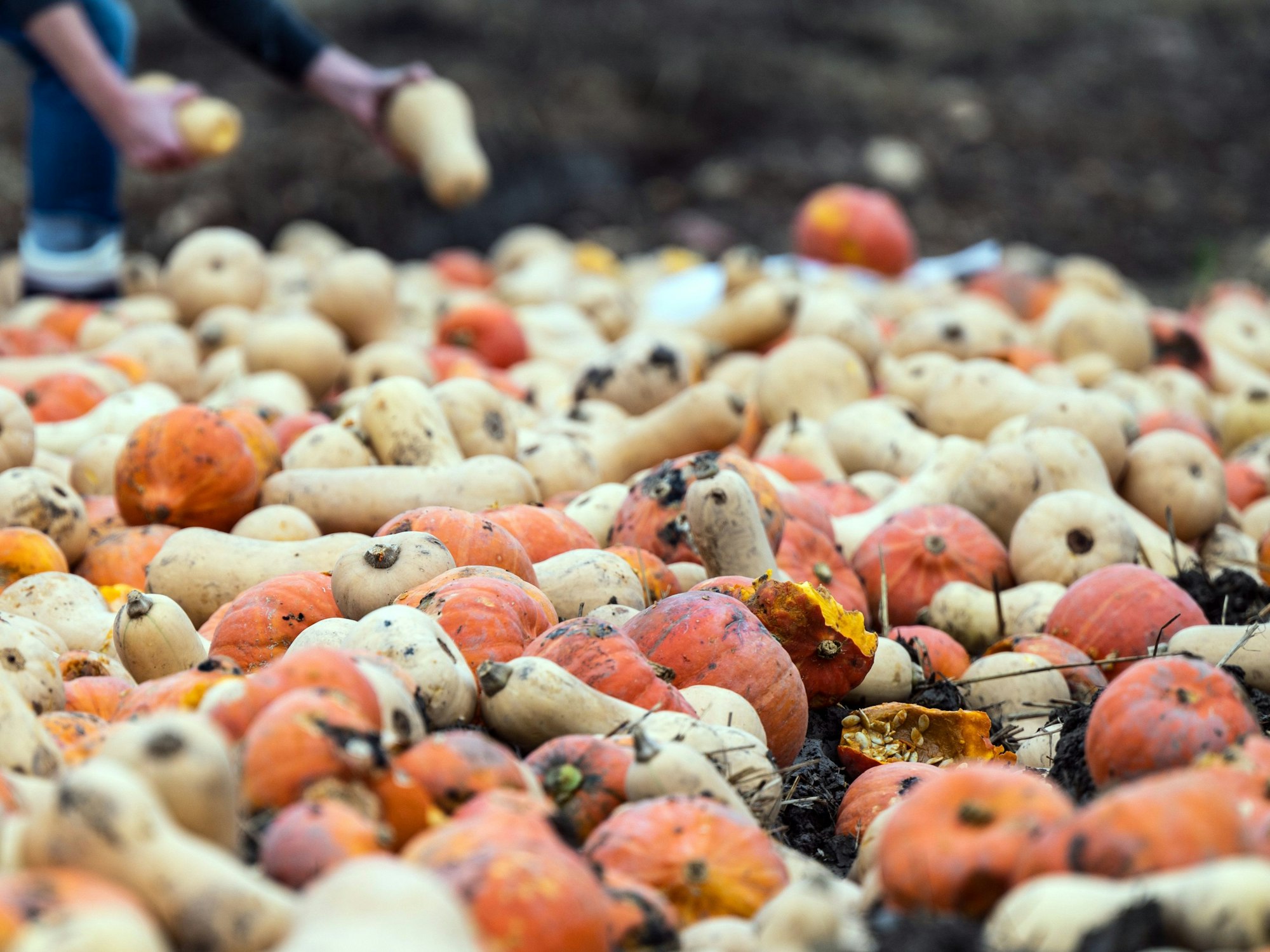 Ein Landwirt hat Kürbisse und Süßkartoffeln, die nicht den Handelsnormen entsprechen, auf einem Acker ausgekippt.