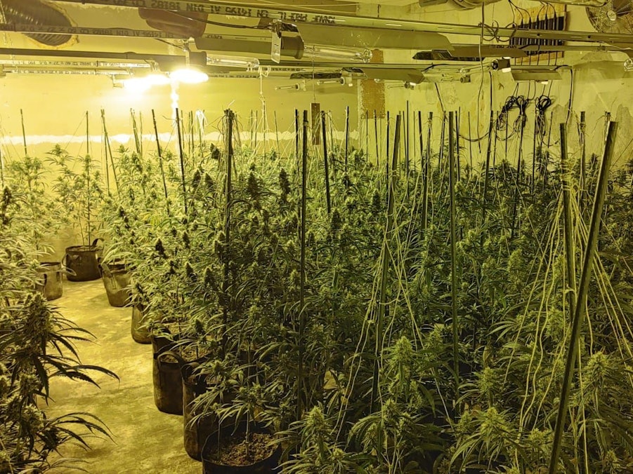 In dem circa 300 qm großen Hotel stellten die Beamten circa 1.500 Pflanzen sicher.