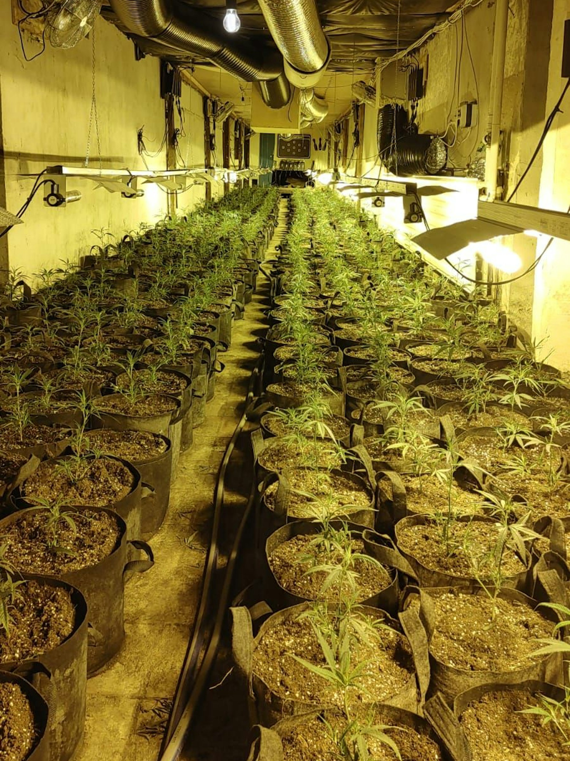 Cannabispflanzen in einem leerstehenden Hotel.