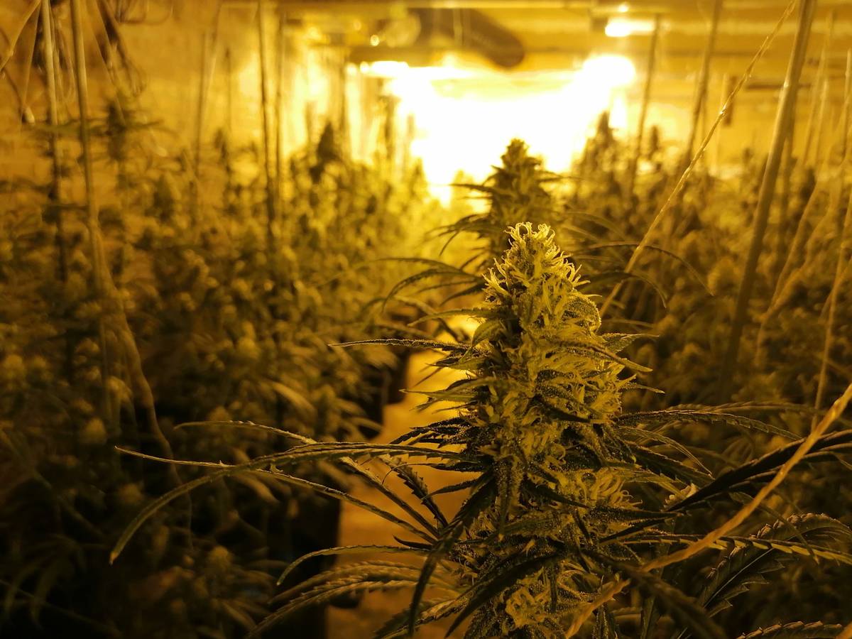 Cannabispflanzen in einem leerstehenden Hotel.