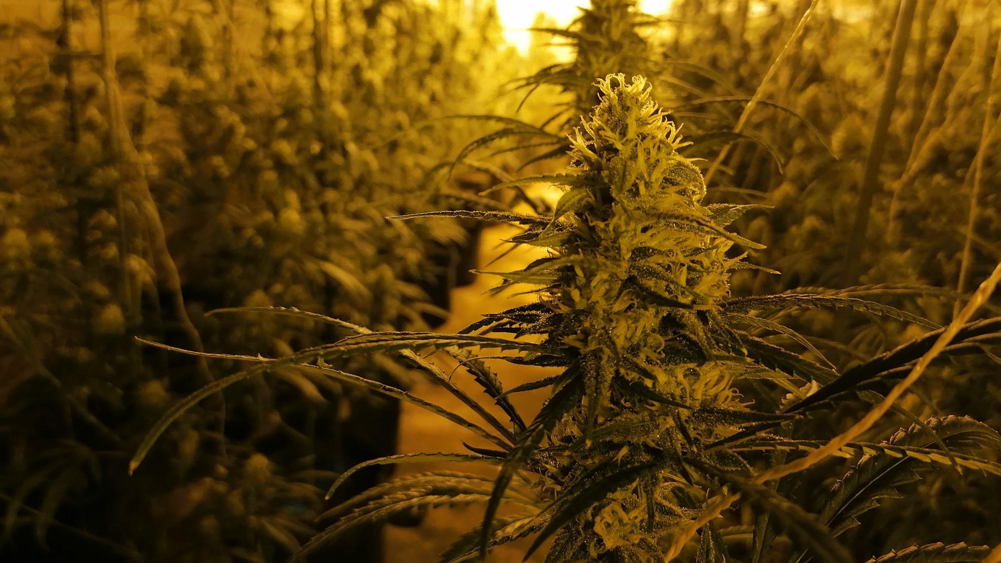 Cannabispflanzen in einem leerstehenden Hotel.