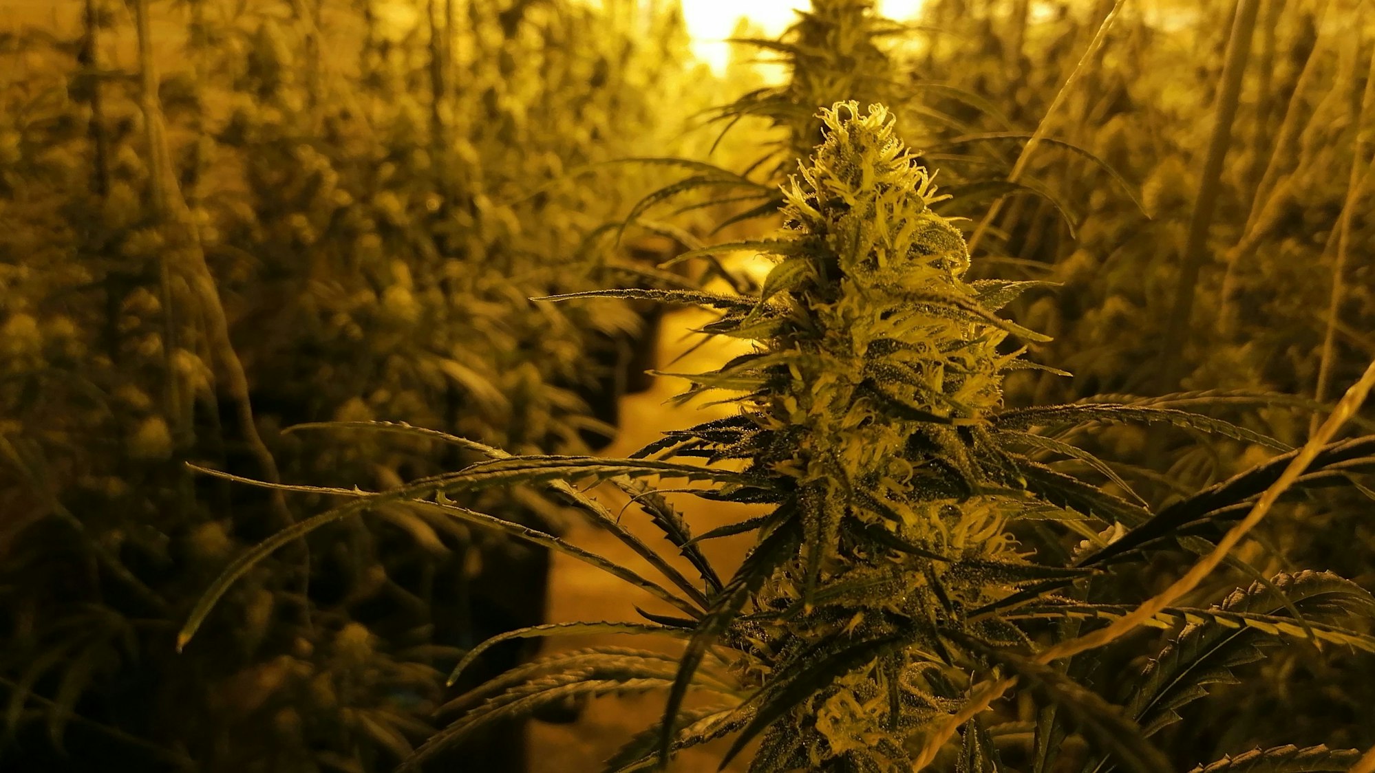 Cannabispflanzen in einem leerstehenden Hotel.