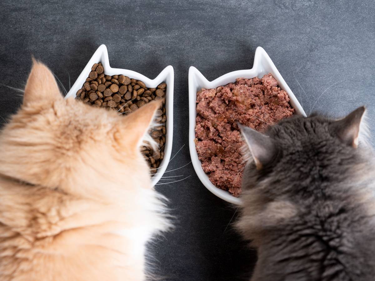 Nassfutter oder Trockenfutter? Wir verraten, woran sich hochwertiges Katzenfutter erkennen lässt.