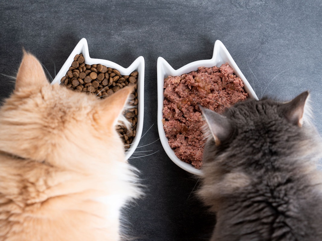 Nassfutter oder Trockenfutter? Wir verraten, woran sich hochwertiges Katzenfutter erkennen lässt.