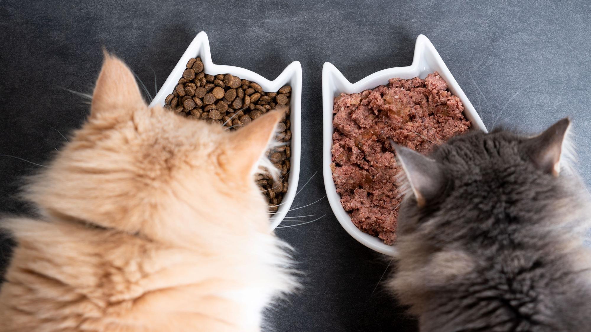 Nassfutter oder Trockenfutter? Wir verraten, woran sich hochwertiges Katzenfutter erkennen lässt.