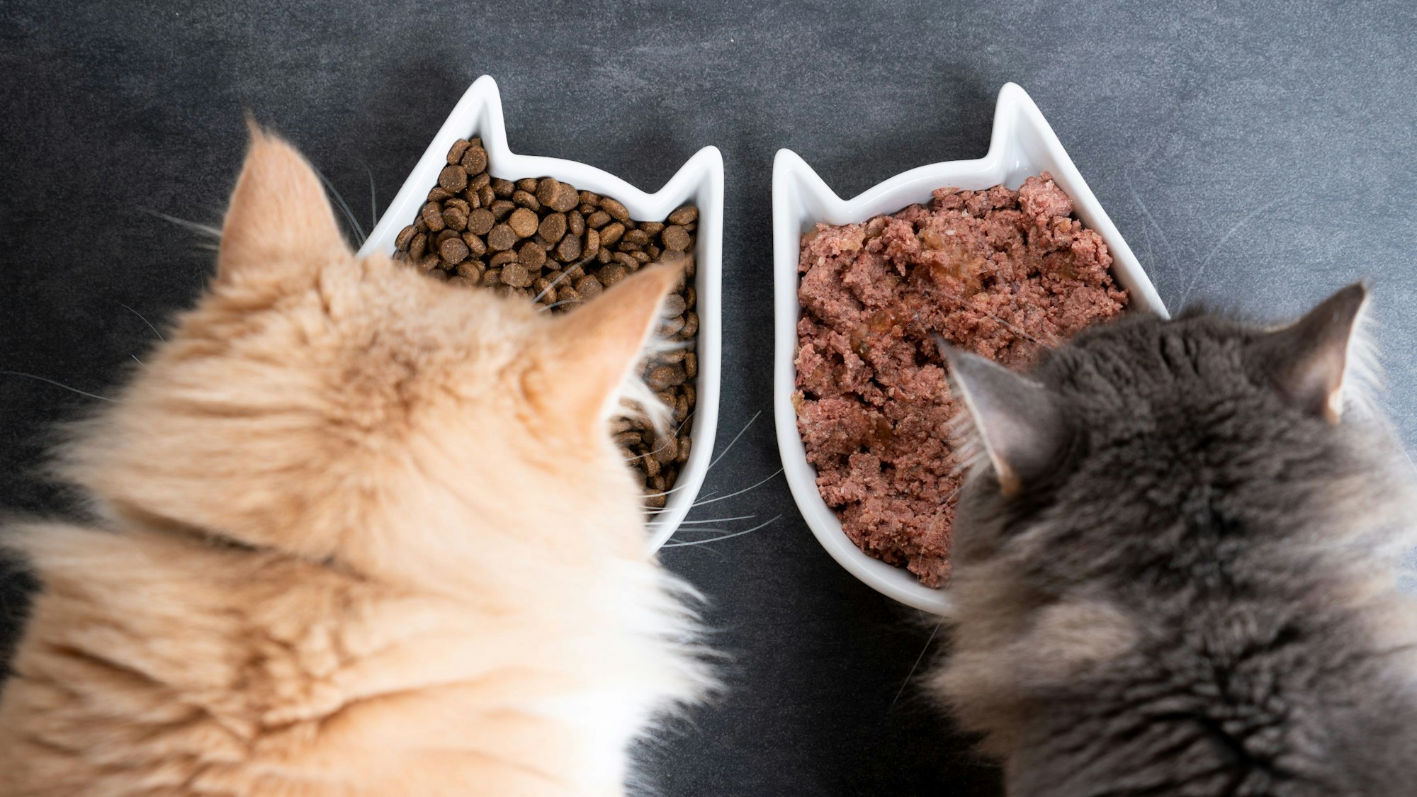 Nassfutter oder Trockenfutter? Wir verraten, woran sich hochwertiges Katzenfutter erkennen lässt.