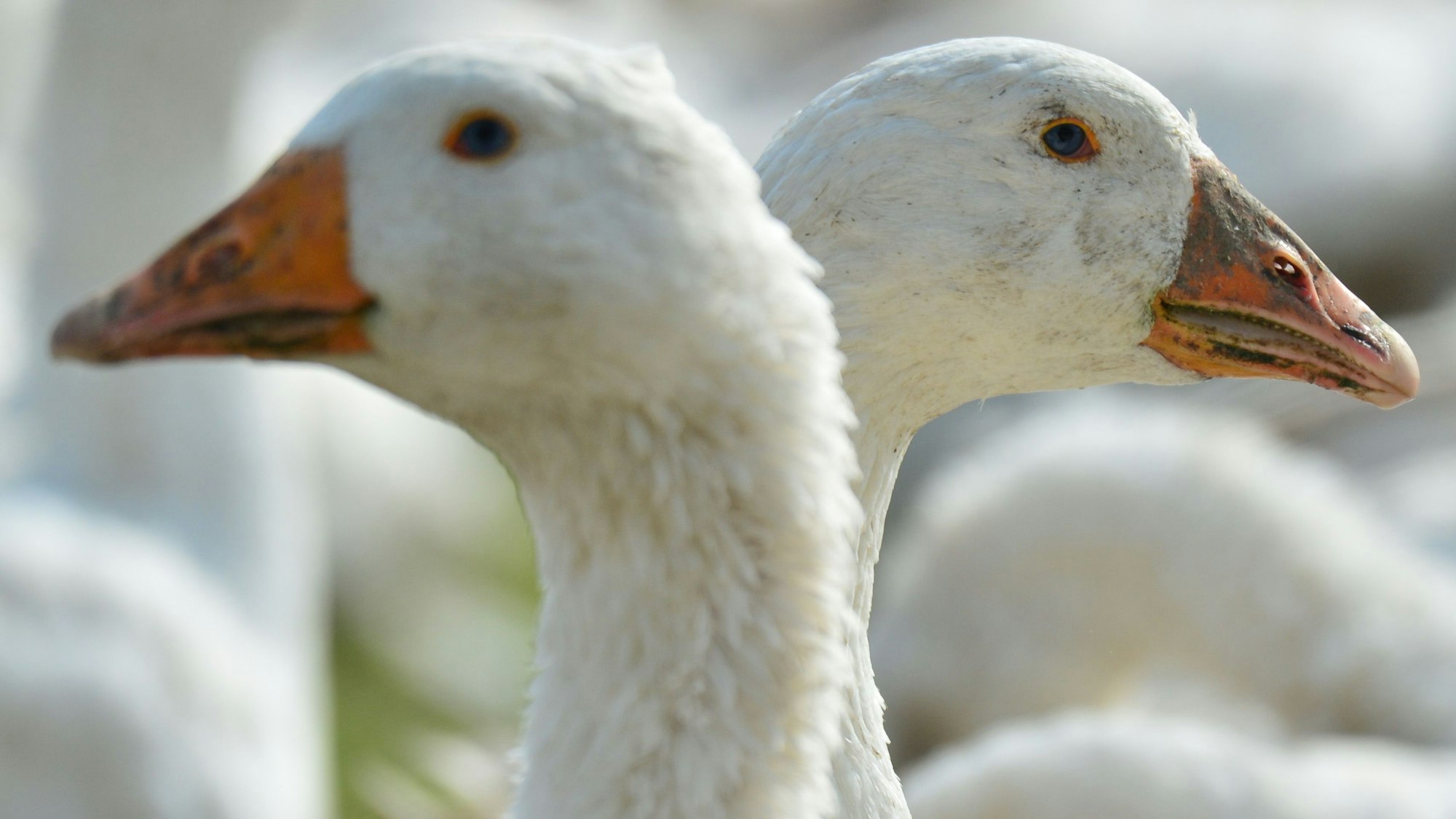 Wer Gänsebraten mag, muss jetzt stark sein: 2021 wird das Gänsefleisch knapp. Wer sich zu Weihnachten einen Braten gönnen möchte, muss deutlich mehr bezahlen als früher. Unser Foto zeigt zwei Gänse in Thüringen im Jahr 2013.