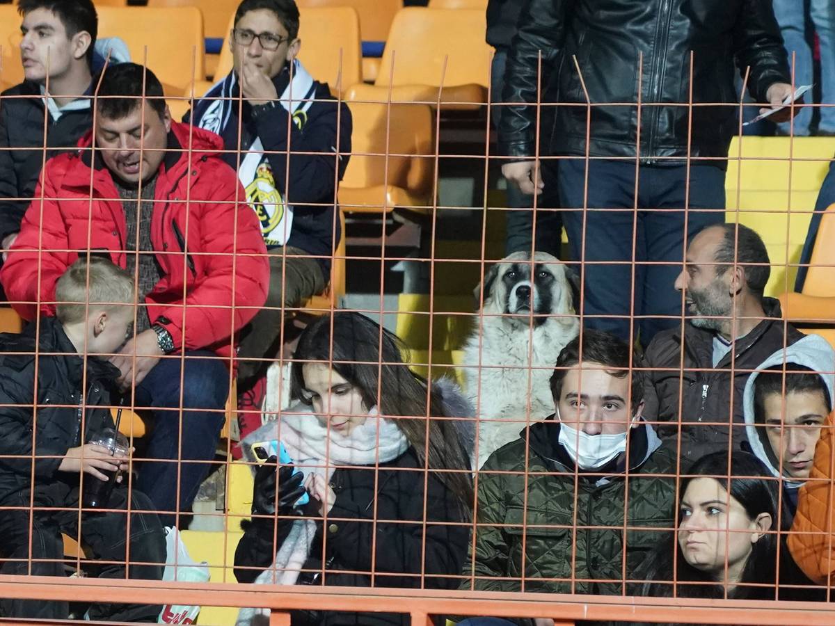 Ein Hund sitzt auf der Zuschauertribüne in Armenien.