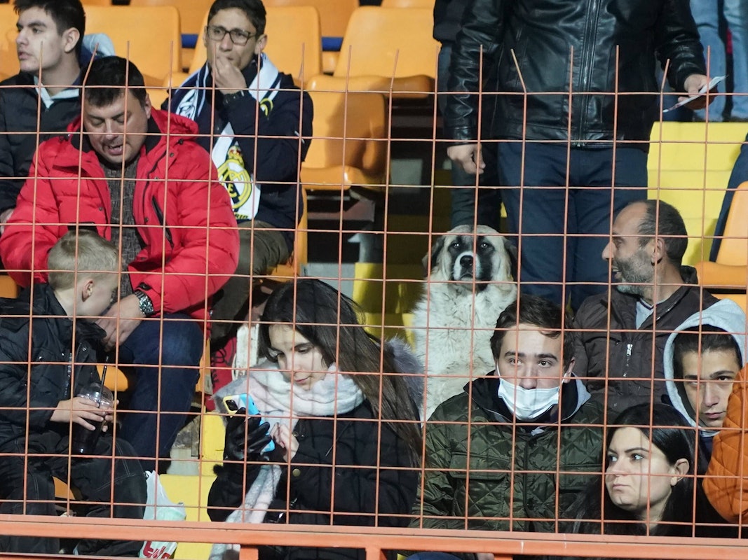 Ein Hund sitzt auf der Zuschauertribüne in Armenien.