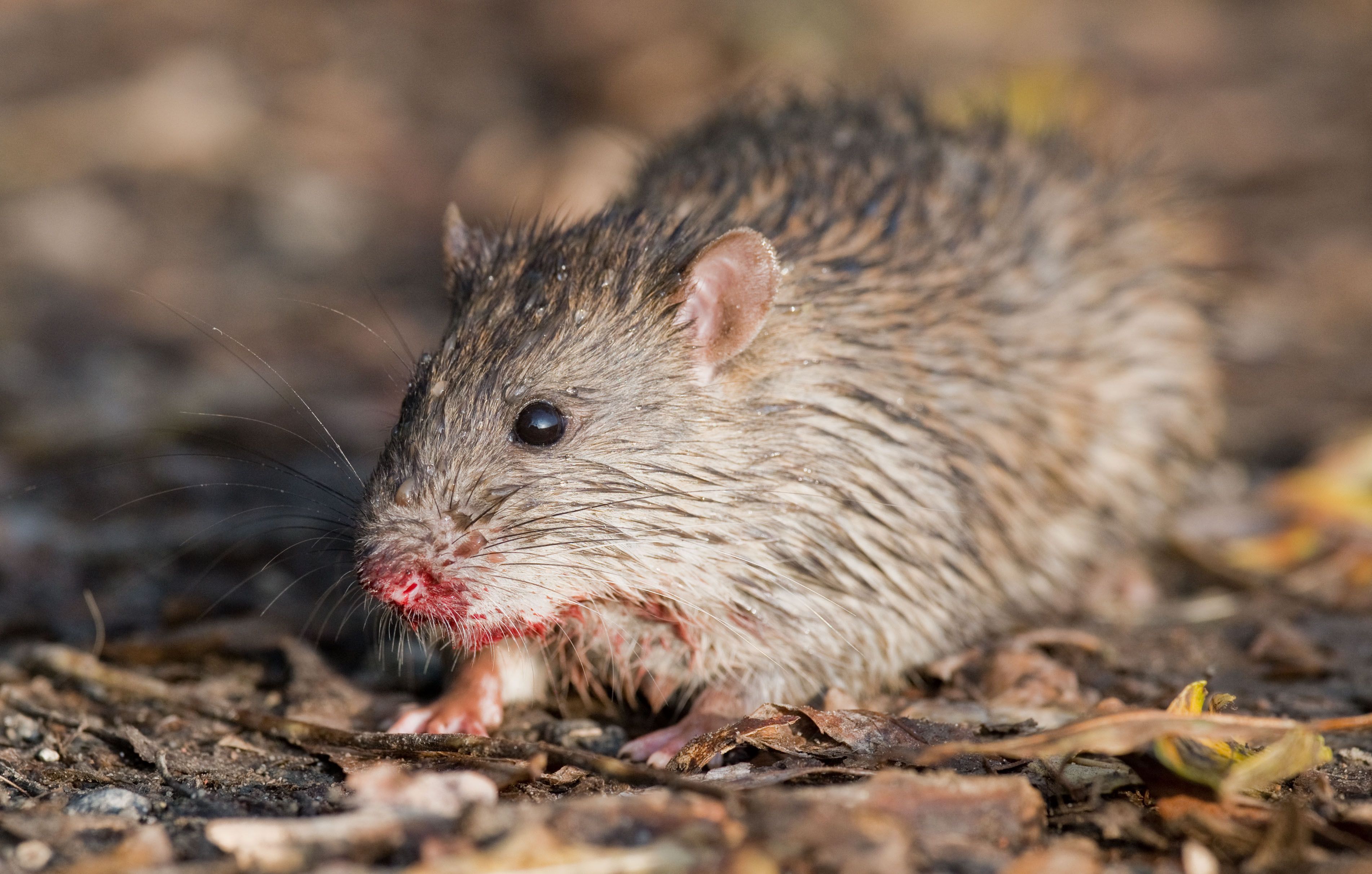 Tierquäler aus Weiden wird zu drei Jahren Haft verurteilt, weil er Ratten tötete und quälte.