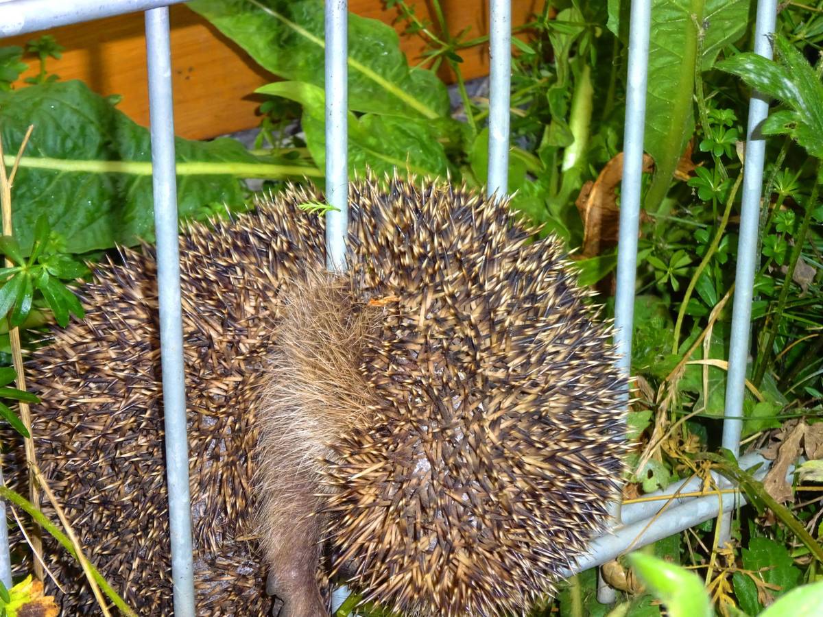 Ein Igel ist in einem Zaun eingeklemmt.