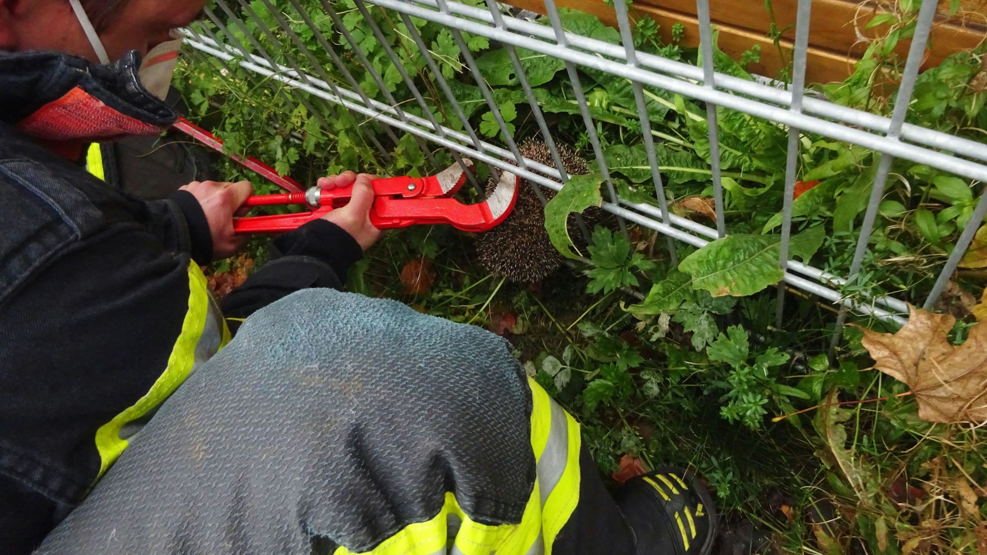 Die Feuerwehr befreit einen Igel aus einem Zaun.