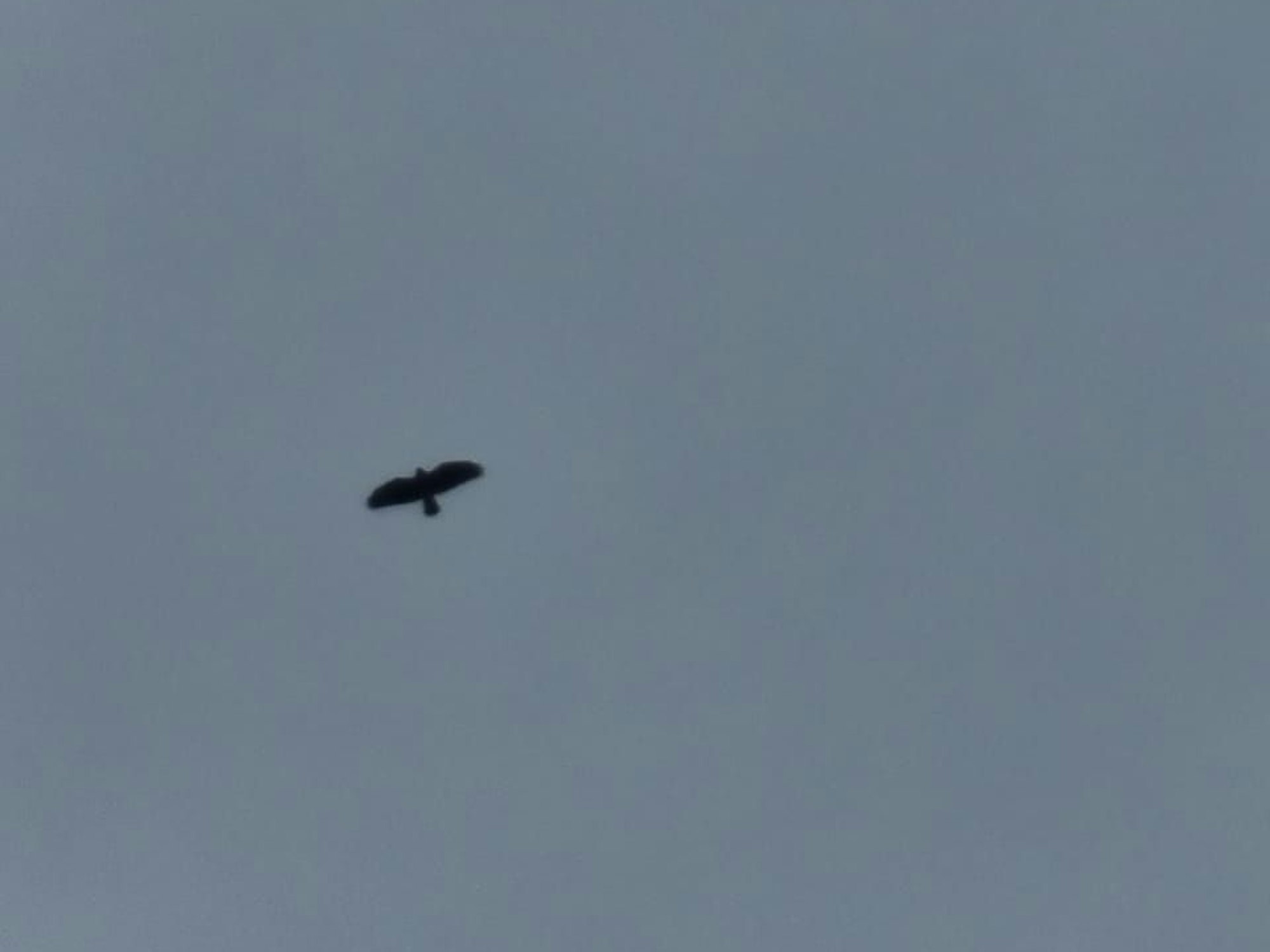 Der Habicht von weitem gesehen.