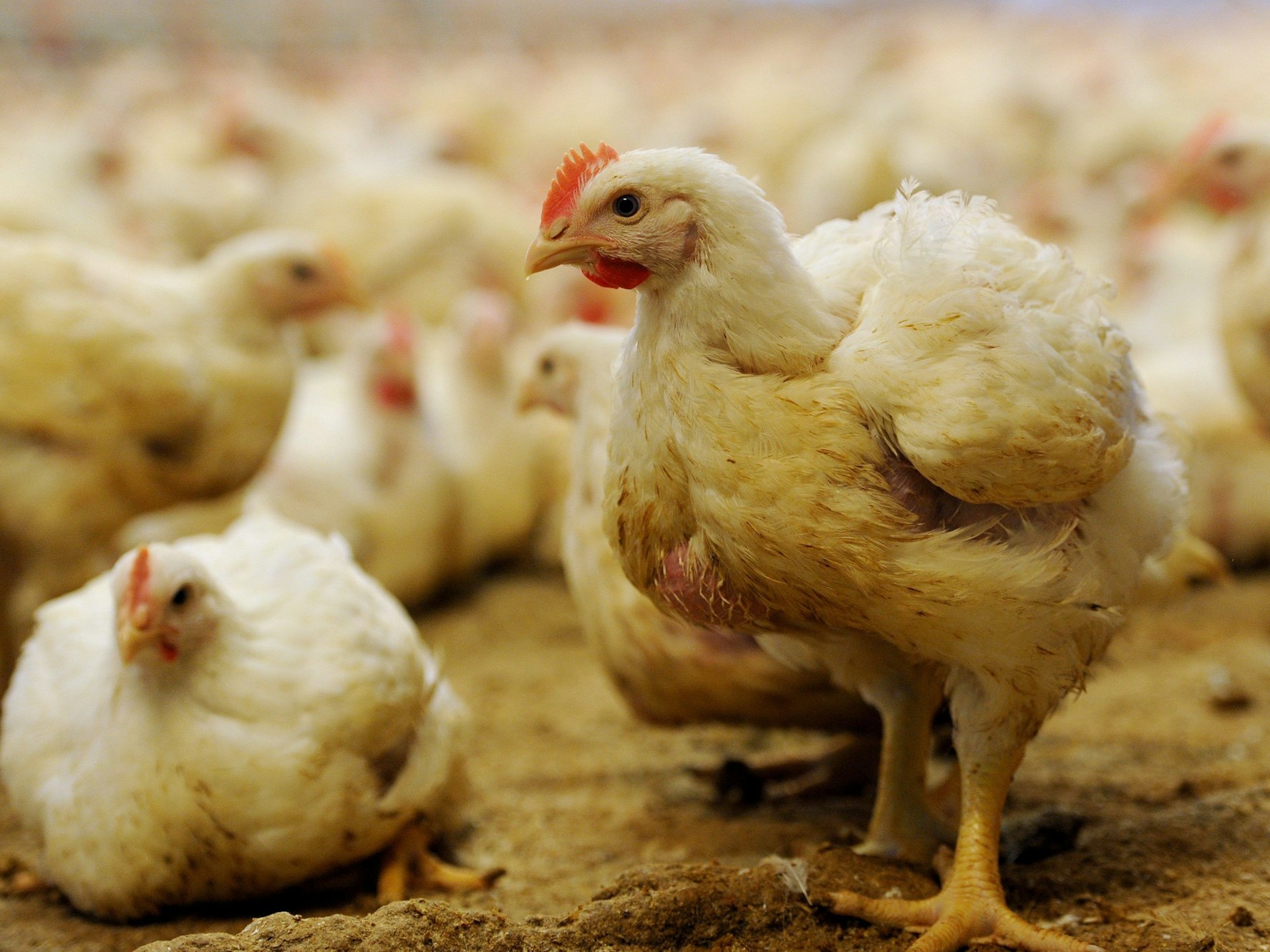 Das Symbolbild aus dem Jahr 2015 zeigt Hähnchen in einem Stall in Meppen