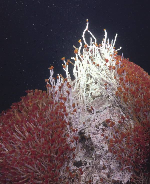 Forscher aus Mexiko und den USA haben im Golf von Kalifornien neue hydrothermalen Quellen und wohl bislang unbekannte Tierarten entdeckt. Das Foto vom 02.11.2021 zeigt das „Matterhorn“, einen hydrothermalen Schlot des Pescadero-Beckens, der eine Fülle von roten Röhrenwürmern und weißen mikrobiellen Matten zeigt.