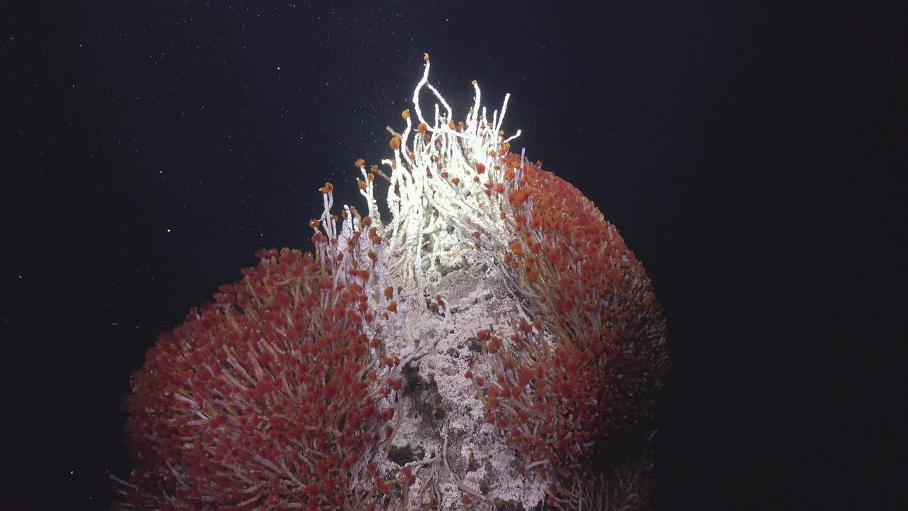 Forscher aus Mexiko und den USA haben im Golf von Kalifornien neue hydrothermalen Quellen und wohl bislang unbekannte Tierarten entdeckt. Das Foto vom 02.11.2021 zeigt das „Matterhorn“, einen hydrothermalen Schlot des Pescadero-Beckens, der eine Fülle von roten Röhrenwürmern und weißen mikrobiellen Matten zeigt.