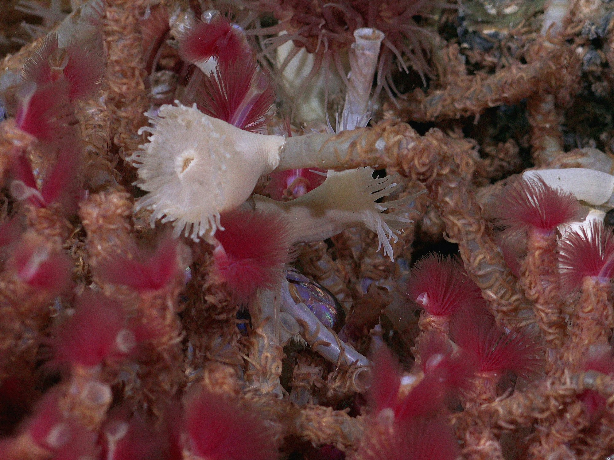 Das Foto vom 02.11.2021 zeigt Röhrenwürmer, die bei einem Erkundungstauchgang in 650 Meter Tiefe entdeckt wurden.