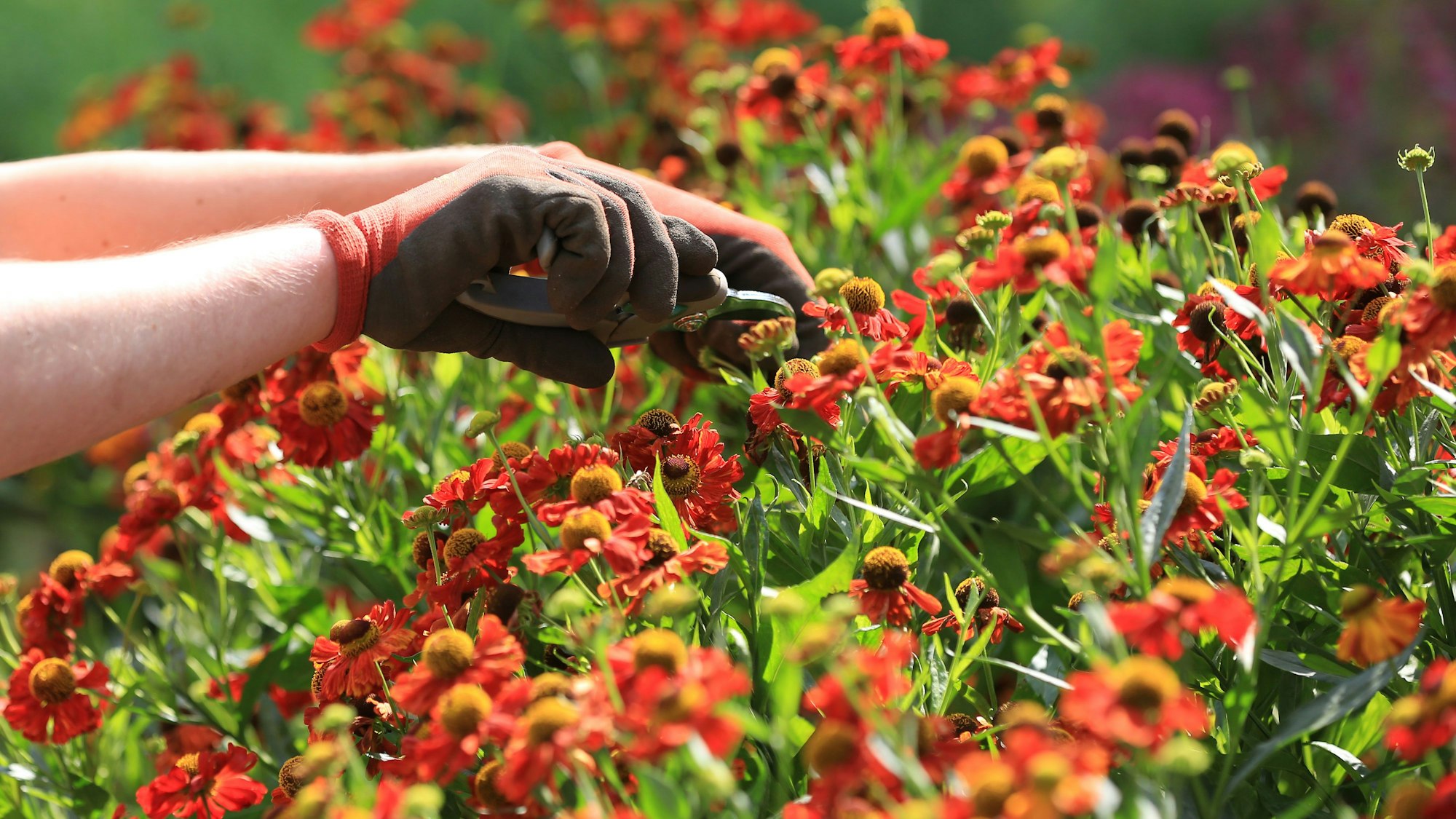Das Symbolfoto (aufgenommen am 21. August 2013 in Hamburg) zeigt, wie ein Gärtner ein Blumenbeet pflegt.