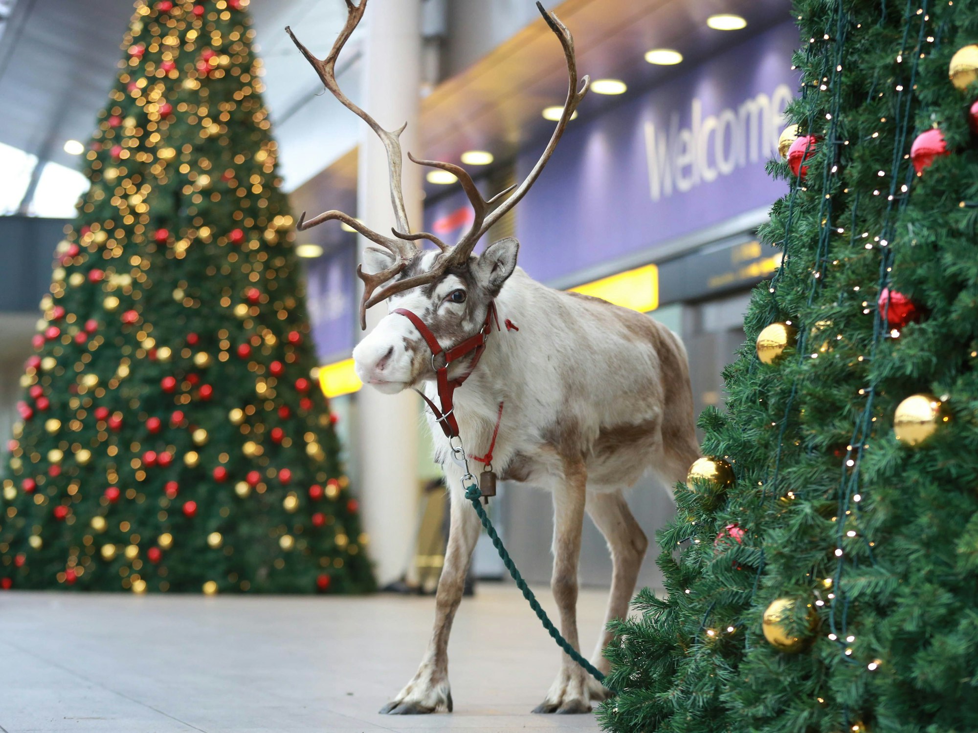 Auf dem Foto sieht man ein Rentier am Flughafen in London.