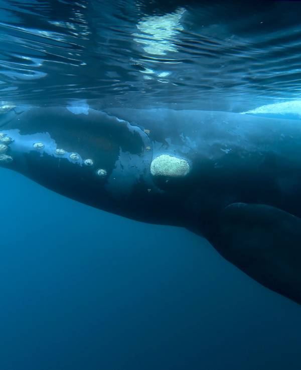 Ein Südkaper-Wal schwimmt am 26. September 2017 vor der Küste der Halbinsel Valdes in Patagonien (Argentinien).