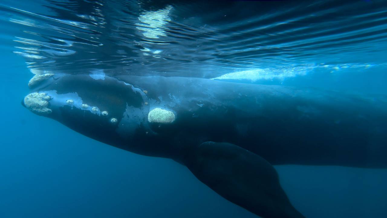 Ein Südkaper-Wal schwimmt am 26. September 2017 vor der Küste der Halbinsel Valdes in Patagonien (Argentinien).