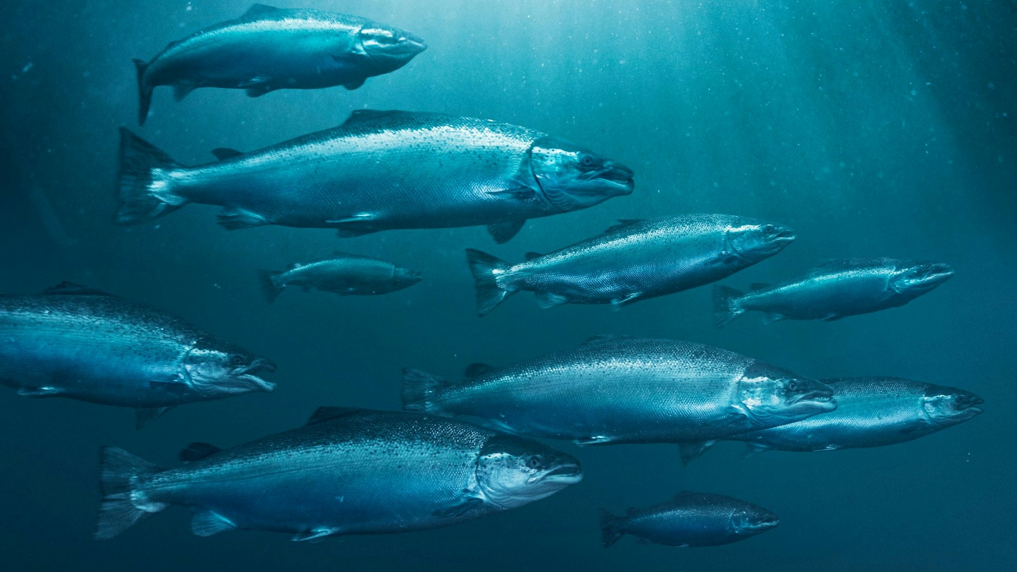 Mehrere Lachsfische schwimmen durchs Wasser.