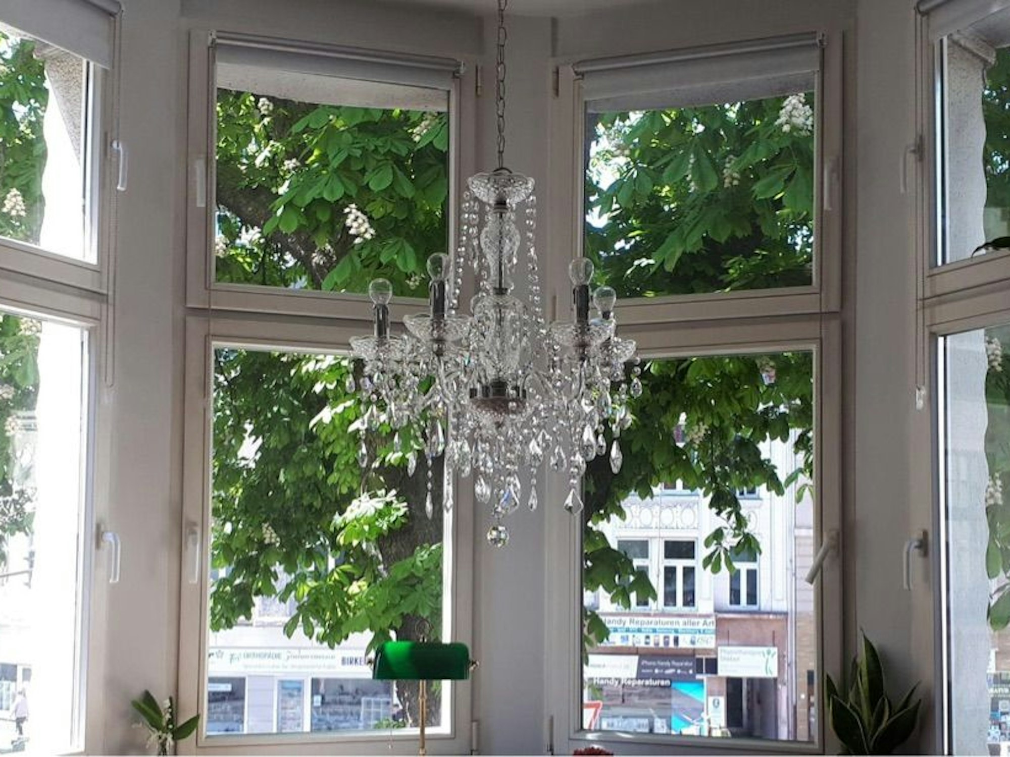 Der alte Kastanienbaum in Nippes.