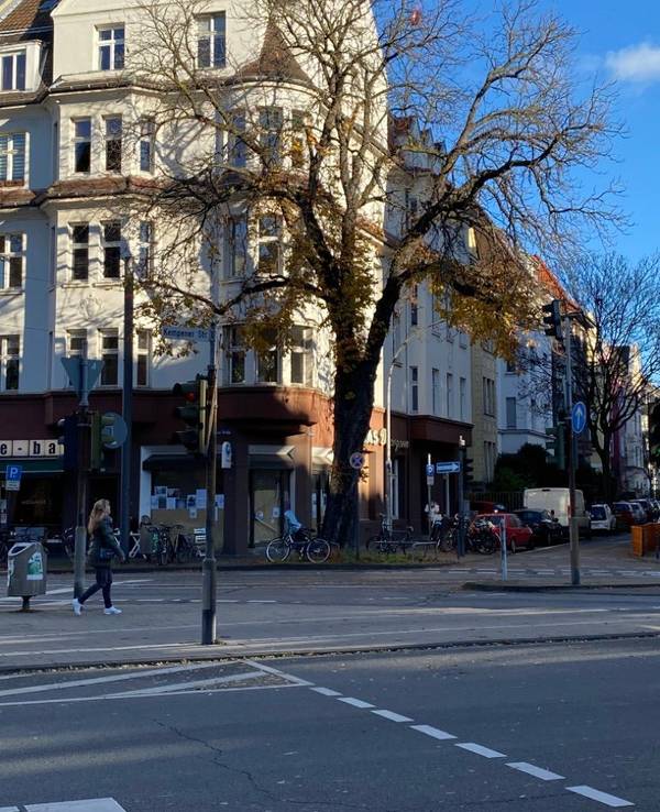 Die alte Kastanie in Nippes an der Kreuzung Neusser Straße/ Auerstraße.