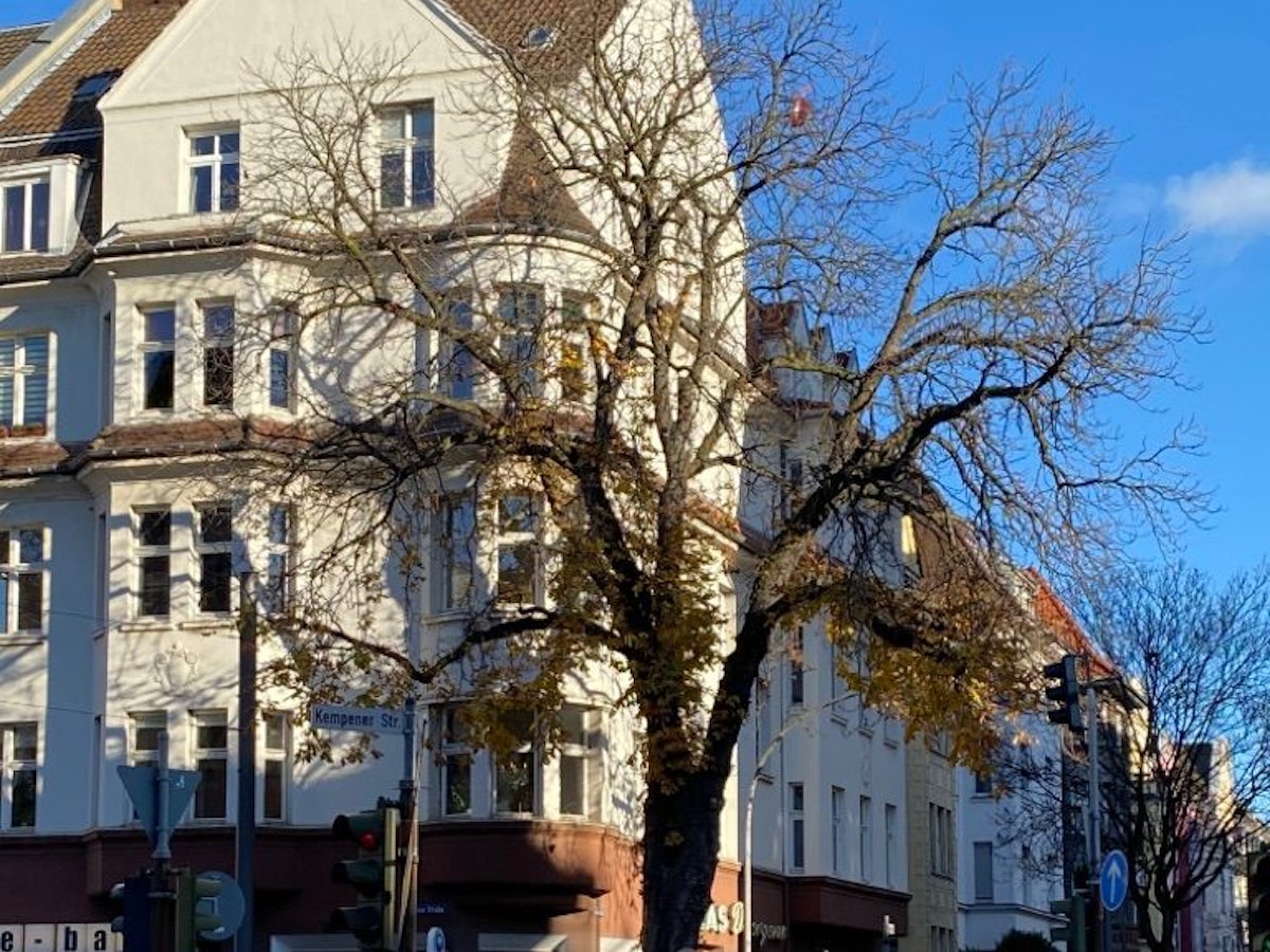 Die alte Kastanie in Nippes an der Kreuzung Neusser Straße/ Auerstraße.