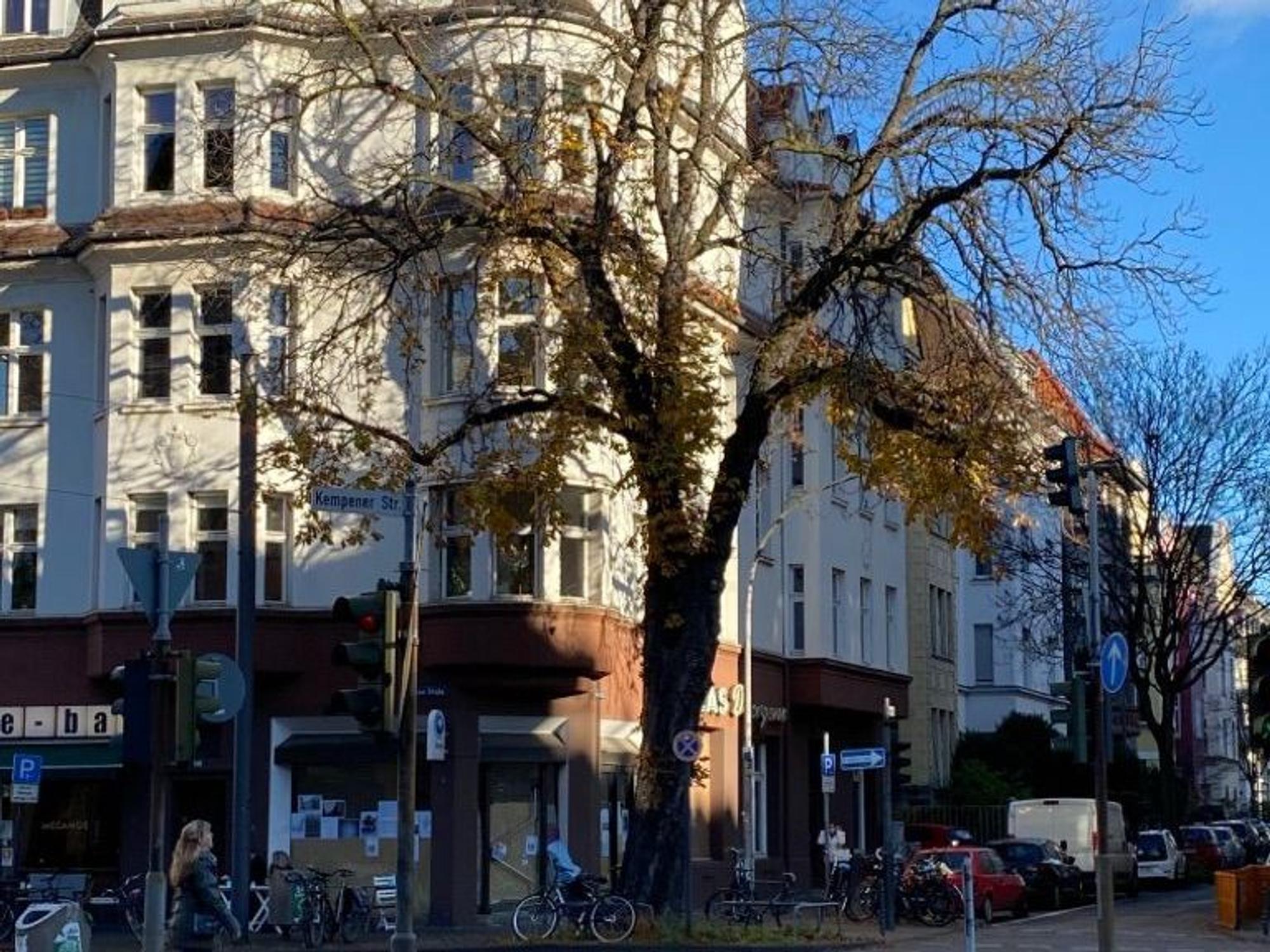 Die alte Kastanie in Nippes an der Kreuzung Neusser Straße/ Auerstraße.