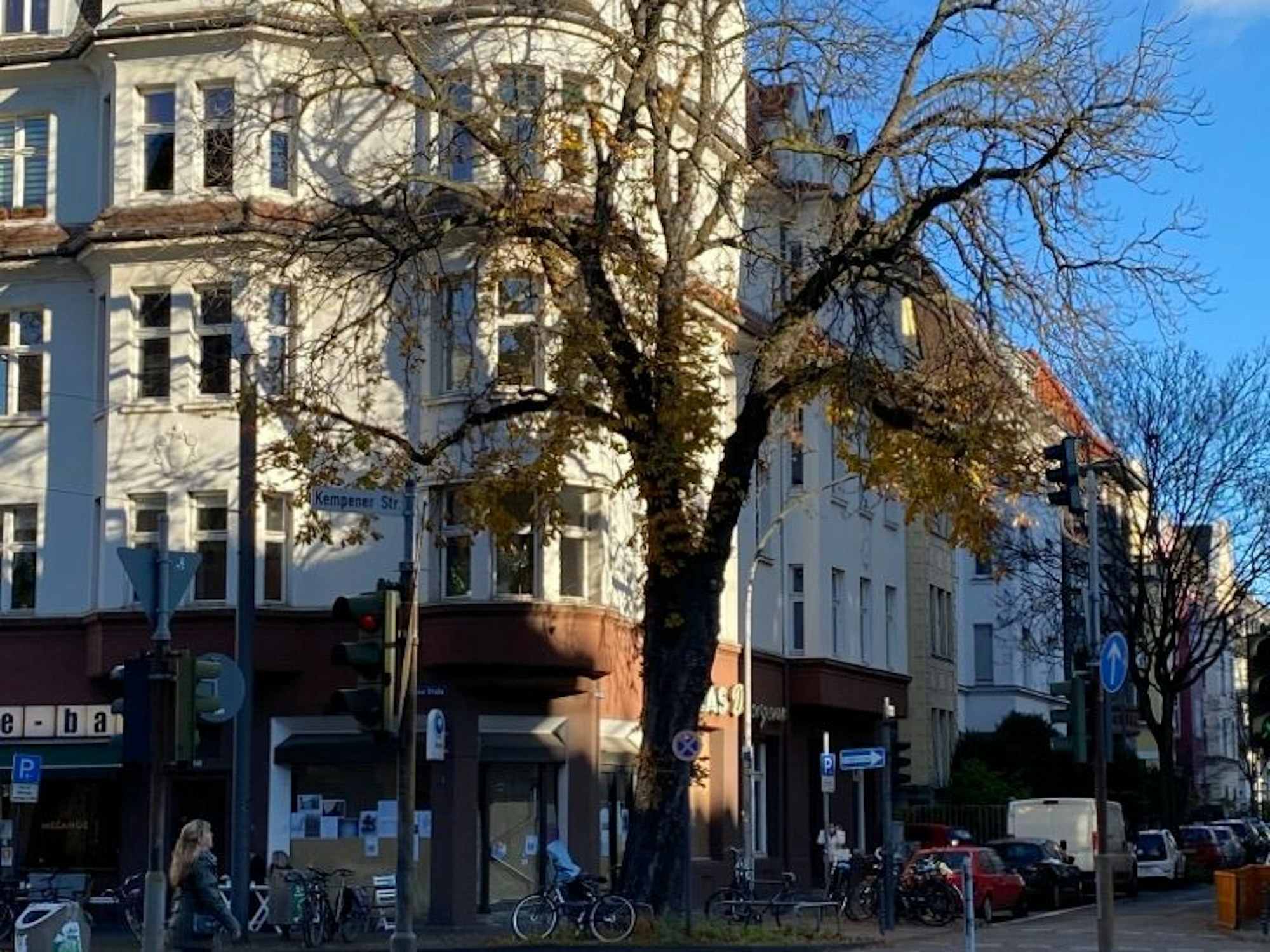 Die alte Kastanie in Nippes an der Kreuzung Neusser Straße/ Auerstraße.