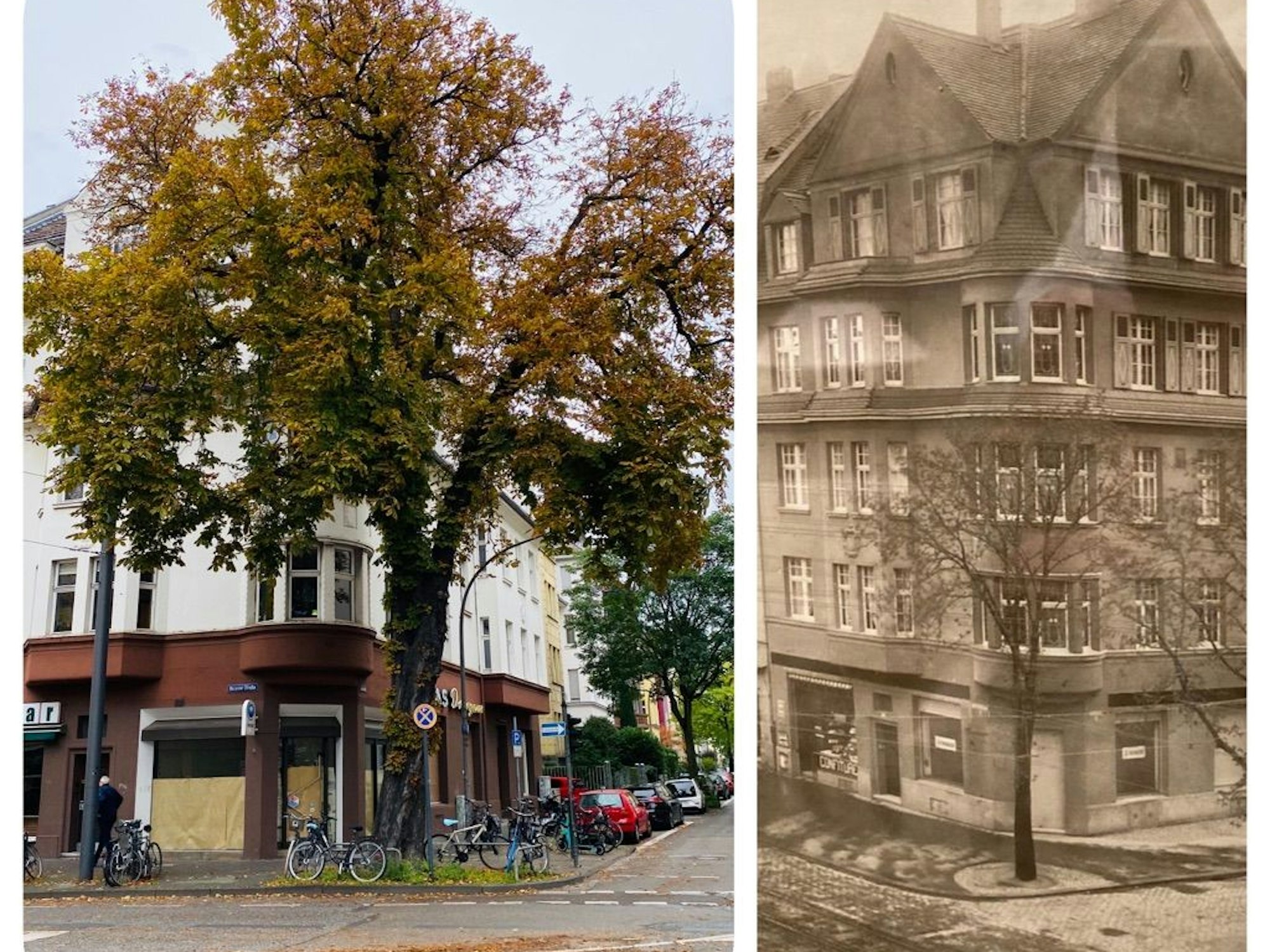 Eine Collage des alten Kastanienbaumes in Nippes.