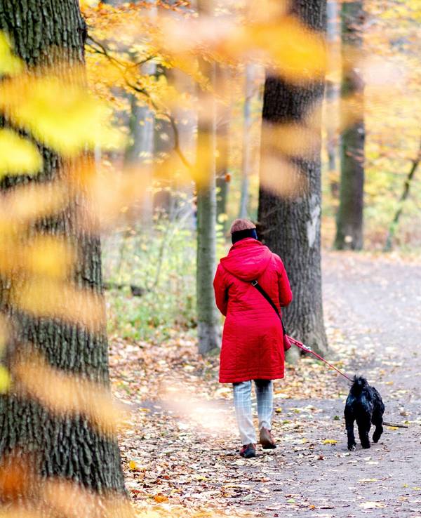 Eine Frau geht mit ihrem Hund an herbstlich verfärbten Blättern im Stadtwald Eilenriede in Hannover vorbei.