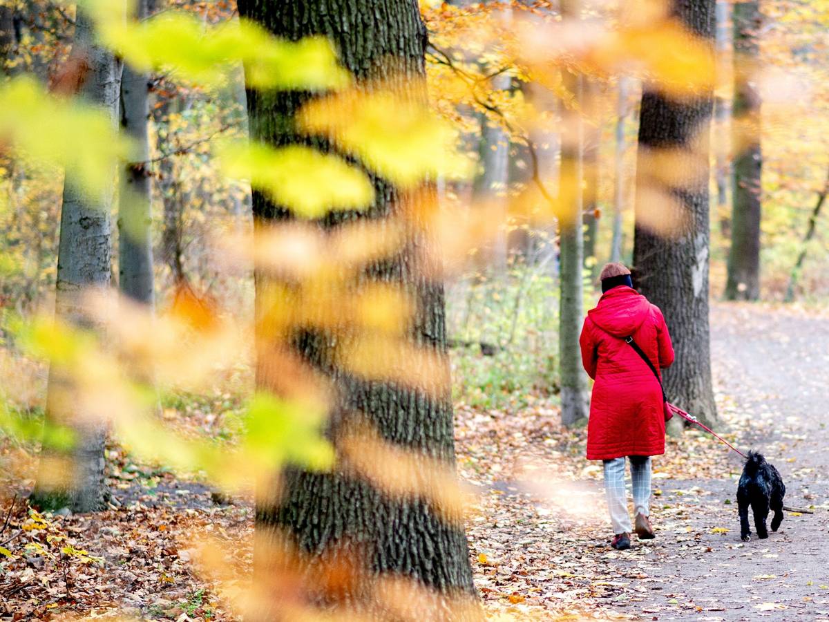 Eine Frau geht mit ihrem Hund an herbstlich verfärbten Blättern im Stadtwald Eilenriede in Hannover vorbei.