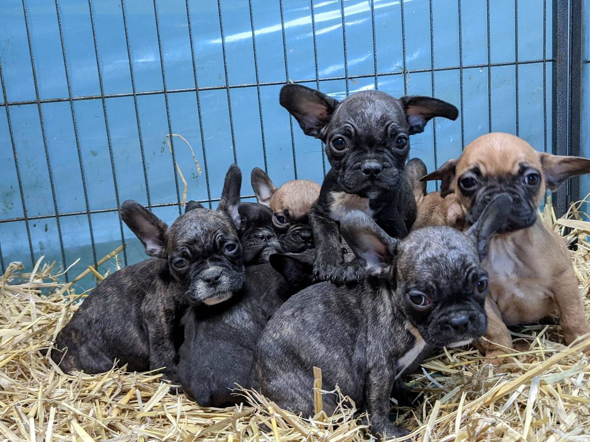 Französische Bulldogen wurden aus einer Wohnung in Köln gerettet.