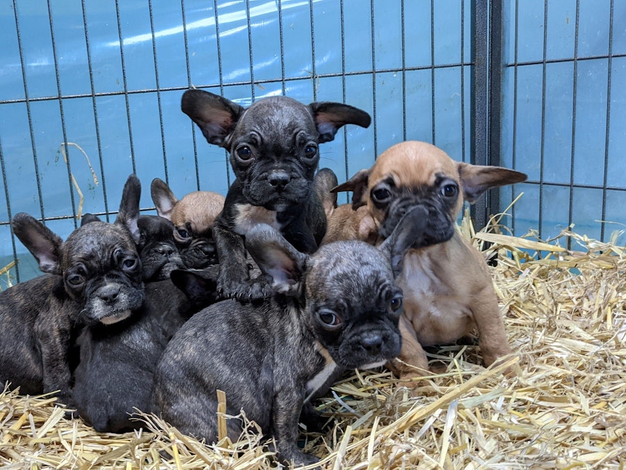 Französische Bulldogen wurden aus einer Wohnung in Köln gerettet.