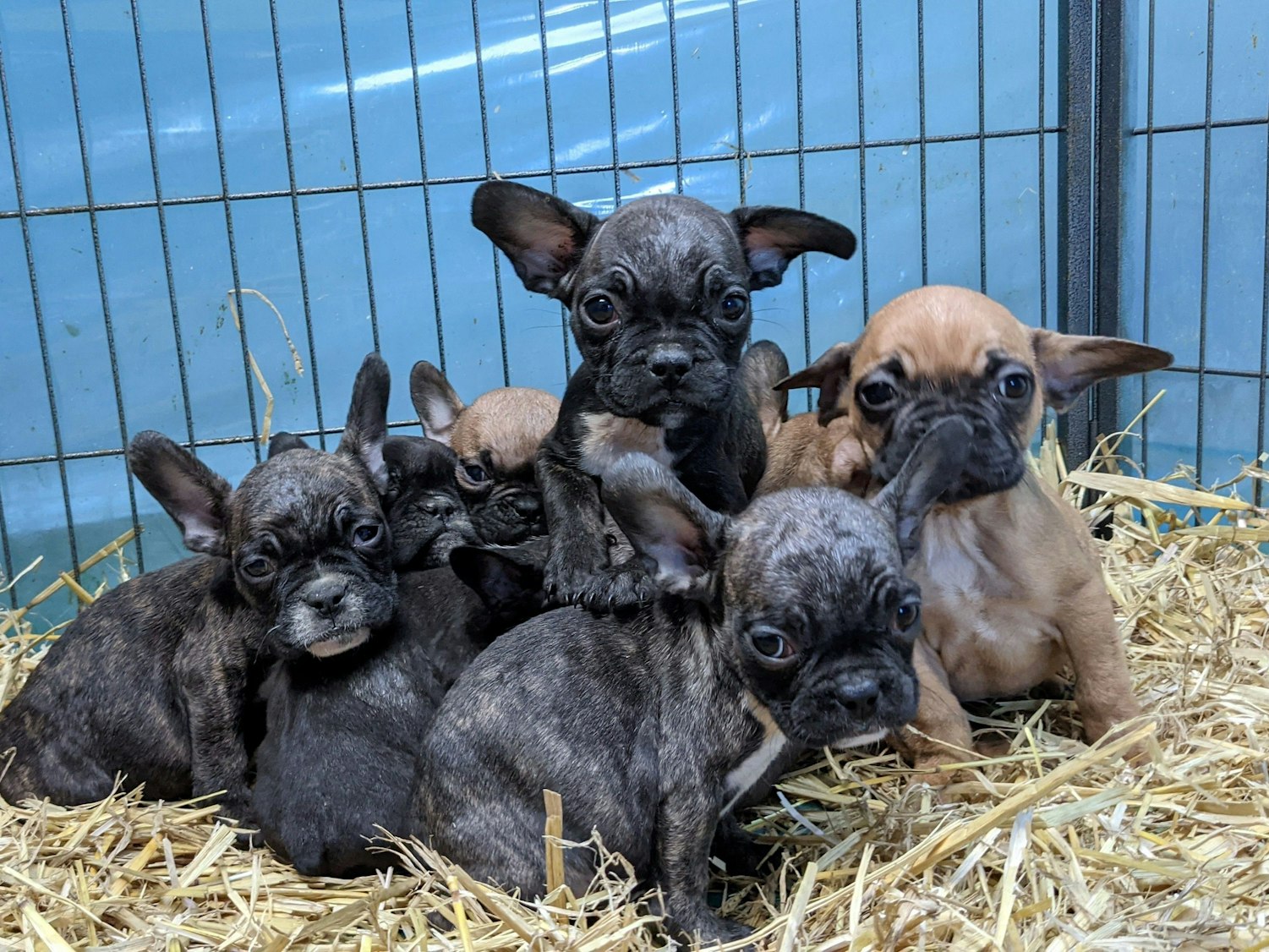 Französische Bulldogen wurden aus einer Wohnung in Köln gerettet.