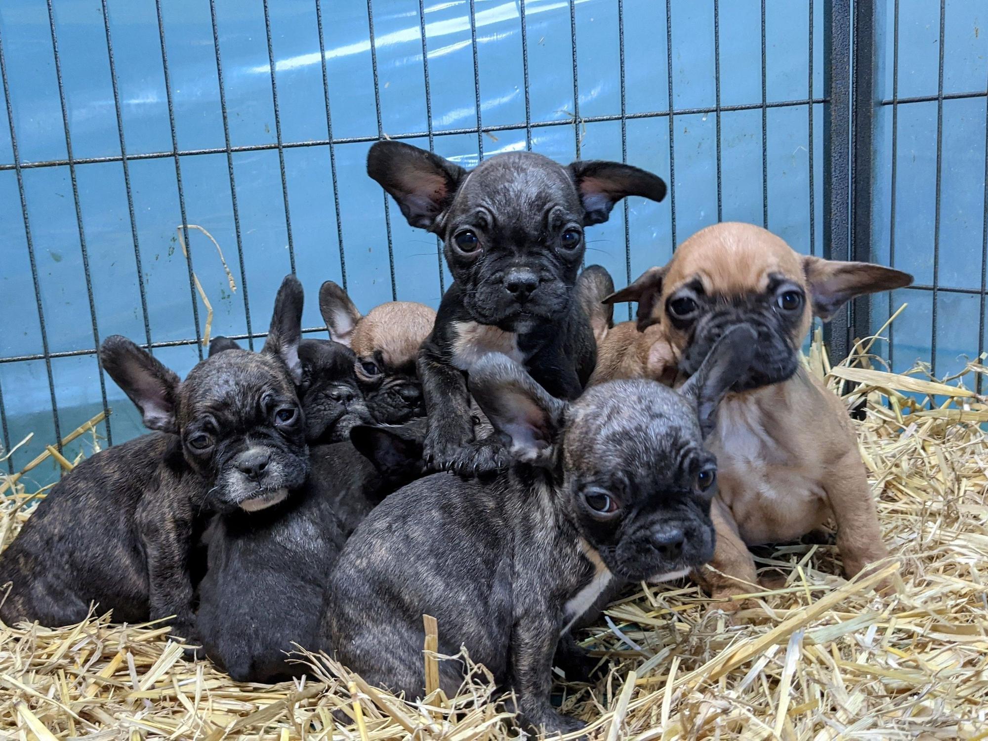 Französische Bulldogen wurden aus einer Wohnung in Köln gerettet.