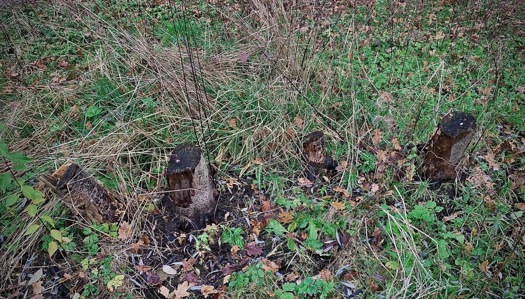 Am Höhenfelder See in Köln-Dellbrück werden mutmaßlich gesunde Bäume abgeholzt, um daraus Lagerfeuer anzuzünden.