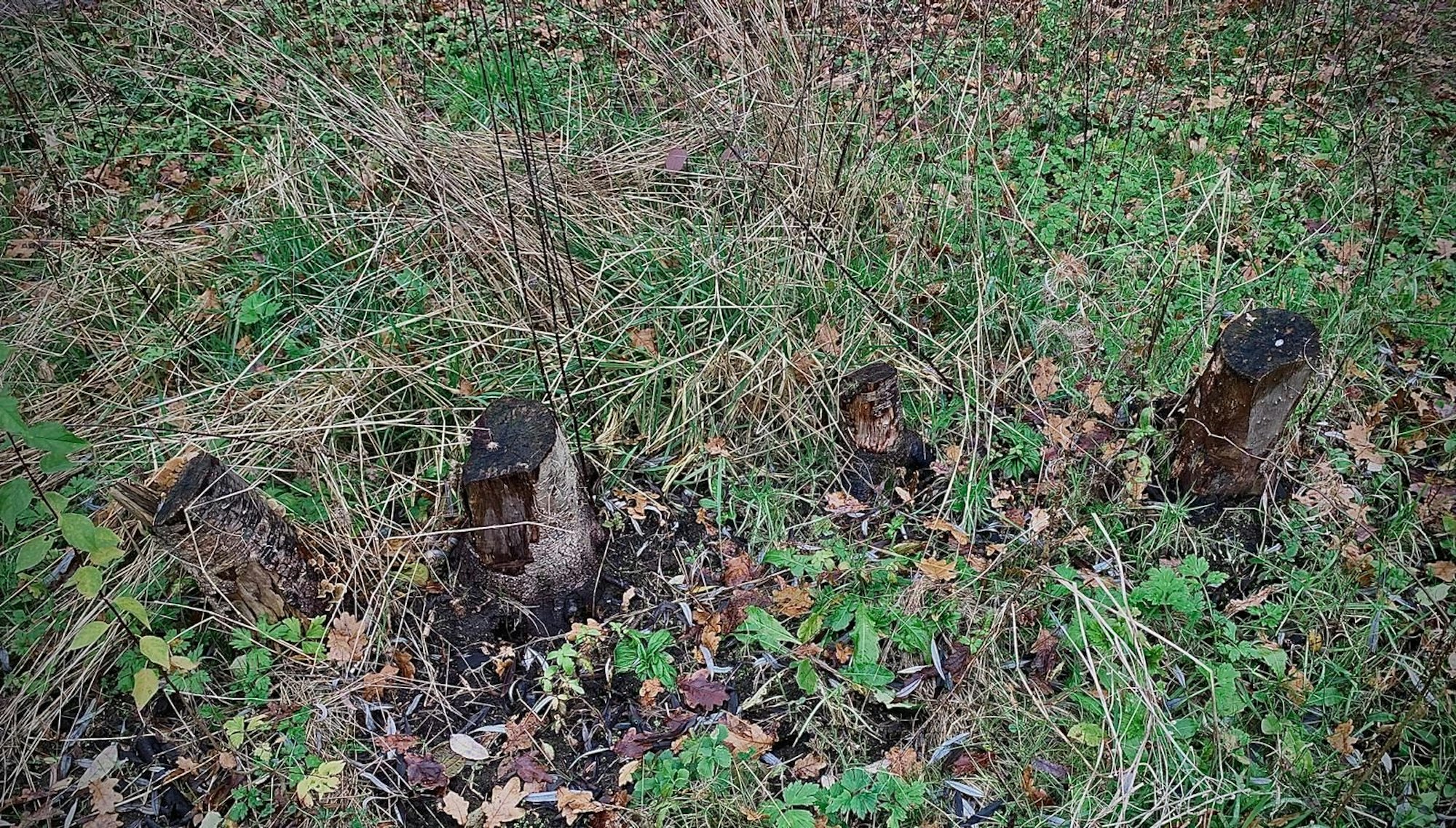 Am Höhenfelder See in Köln-Dellbrück werden mutmaßlich gesunde Bäume abgeholzt, um daraus Lagerfeuer anzuzünden.