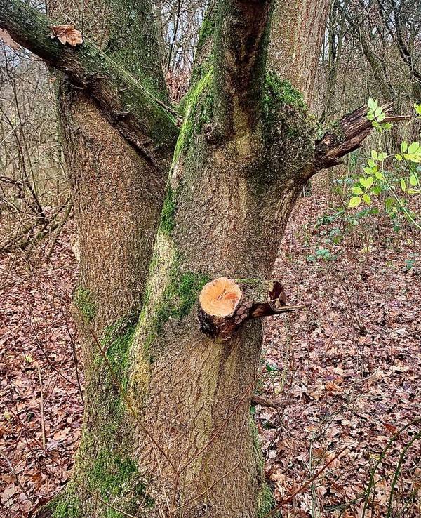 Am Höhenfelder See in Köln-Dellbrück werden mutmaßlich gesunde Bäume abgeholzt, um daraus Lagerfeuer anzuzünden.