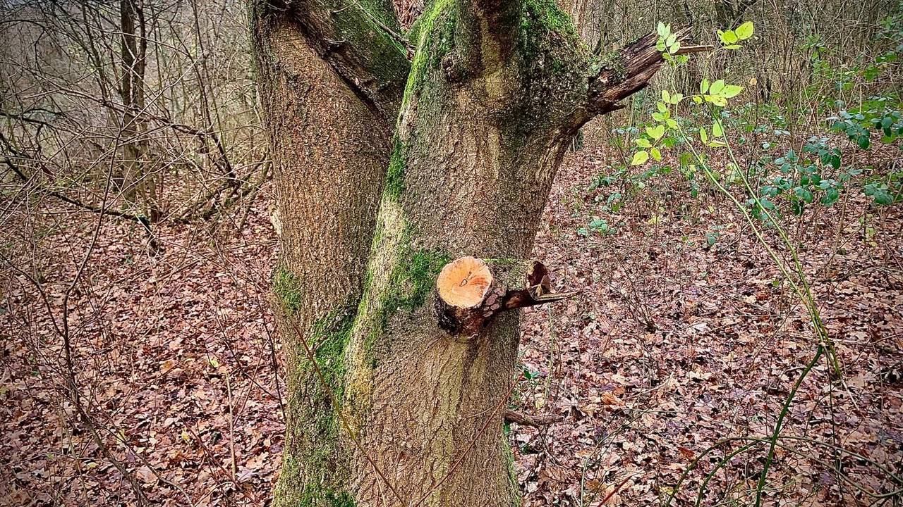 Am Höhenfelder See in Köln-Dellbrück werden mutmaßlich gesunde Bäume abgeholzt, um daraus Lagerfeuer anzuzünden.