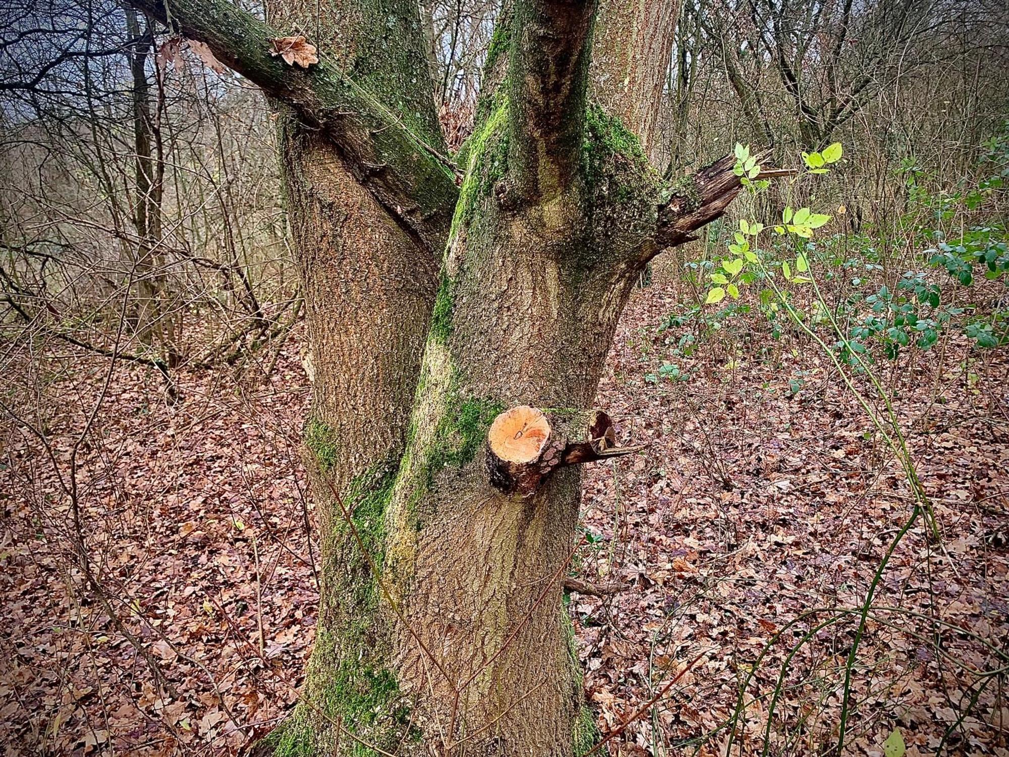 Am Höhenfelder See in Köln-Dellbrück werden mutmaßlich gesunde Bäume abgeholzt, um daraus Lagerfeuer anzuzünden.