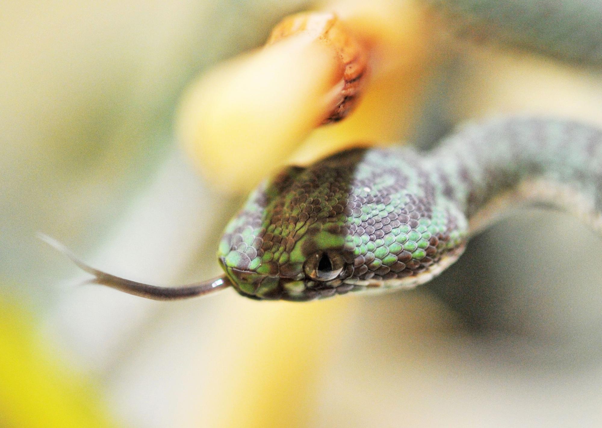 Im Vivarium des Staatlichen Museum für Naturkunde Karlsruhe (Baden-Württemberg) werden am 17.05.2013 junge Grubenottern der Gattung Schöne Bambusotter (Cryptelytrops venustus) gezeigt.