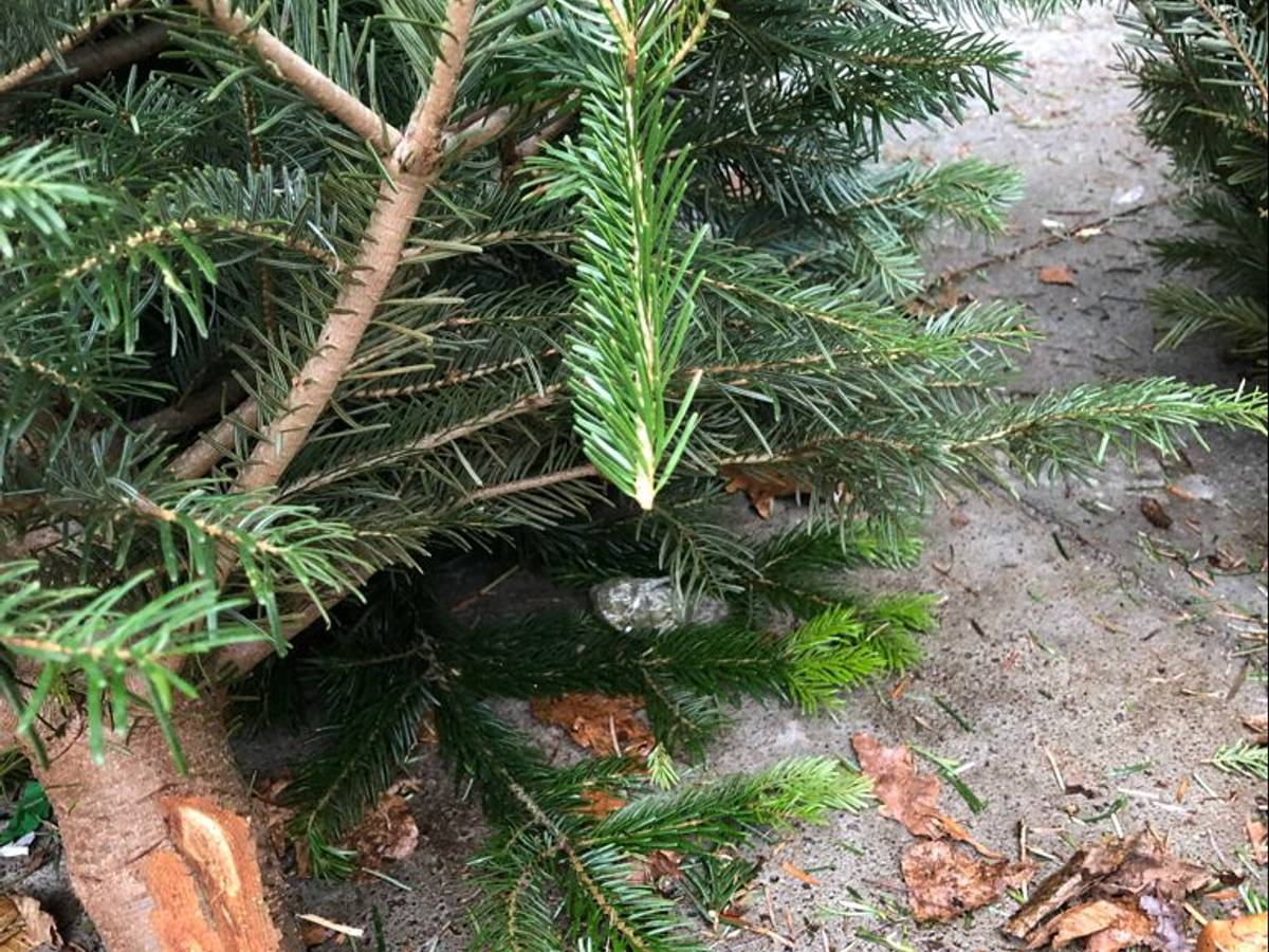 Baum mit Päckchen Betäubungsmittel