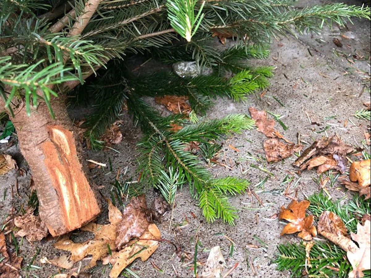 Baum mit Päckchen Betäubungsmittel