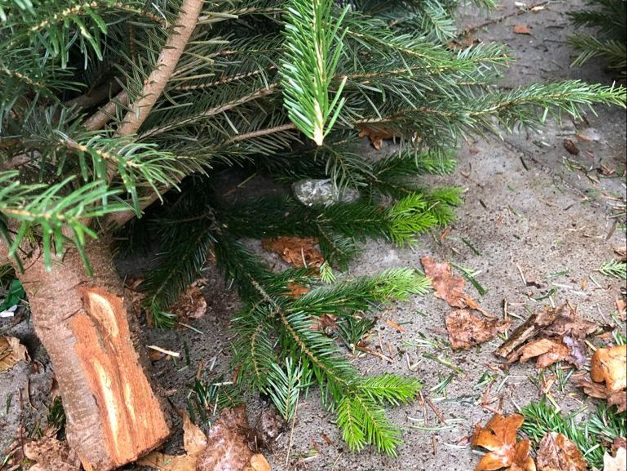 Baum mit Päckchen Betäubungsmittel