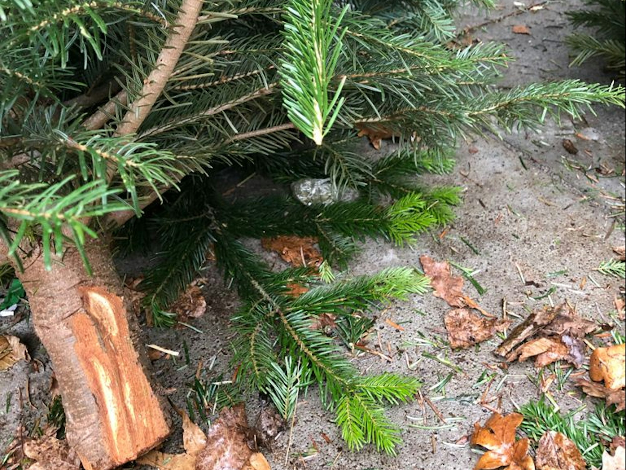 Baum mit Päckchen Betäubungsmittel