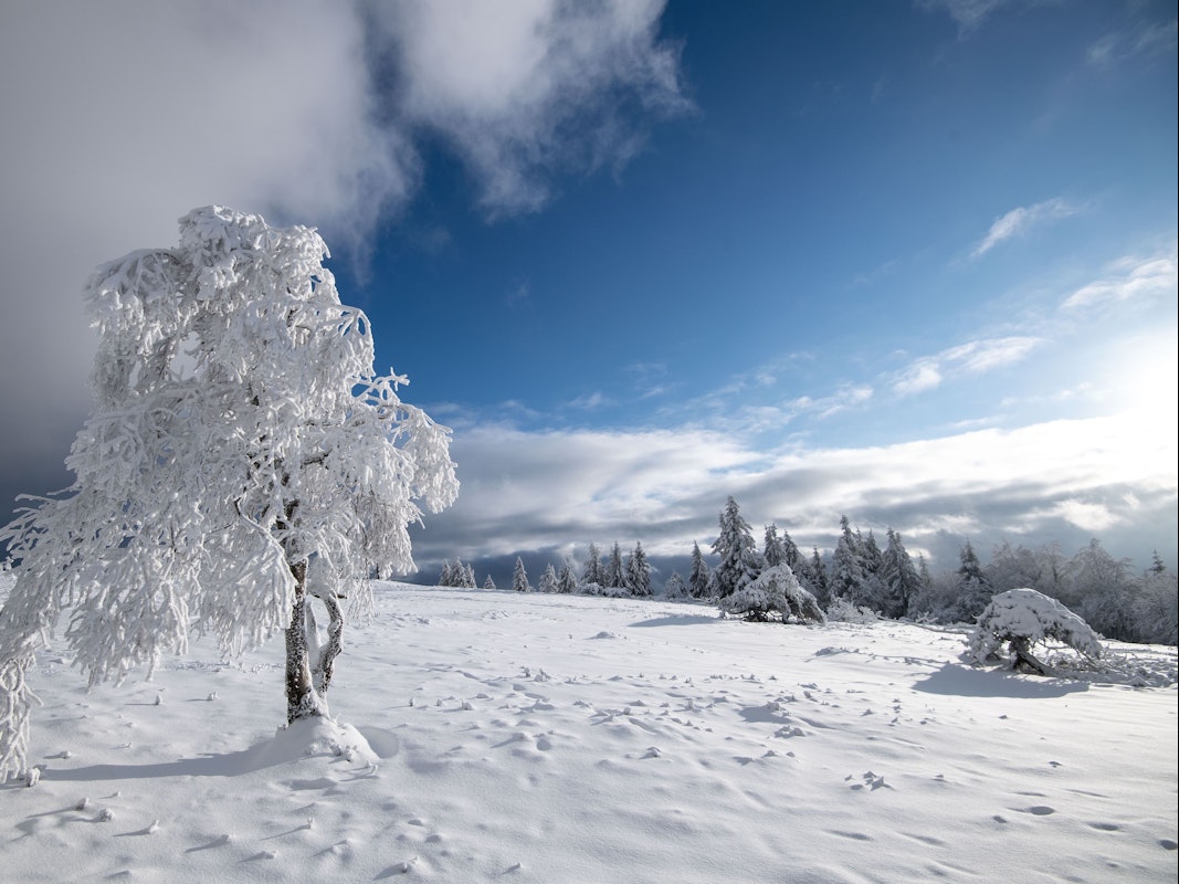 Schneebedeckt ist der alleinstehende Baum auf dem Kahlen Asten.