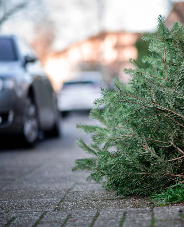 Ein Tannenbaum liegt an einer Straße.